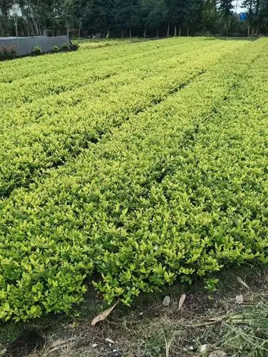 偃师全国最大绿化树苗批发市场是哪里